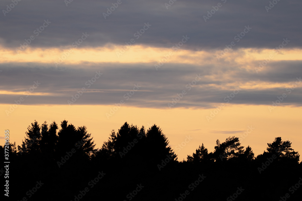Dark silhouette of a tree line against an evening sky with much negative space
