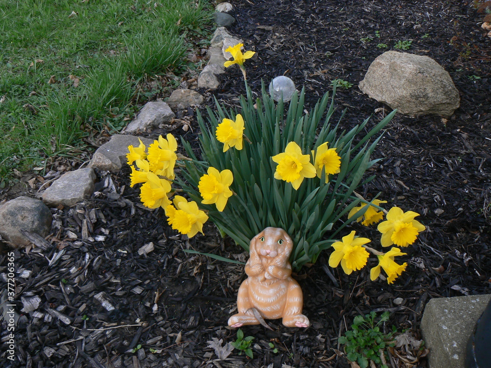 Obraz premium Daffodils in Bloom with Easter bunny