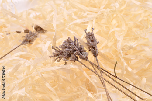 stalk of dry wheat spikelet