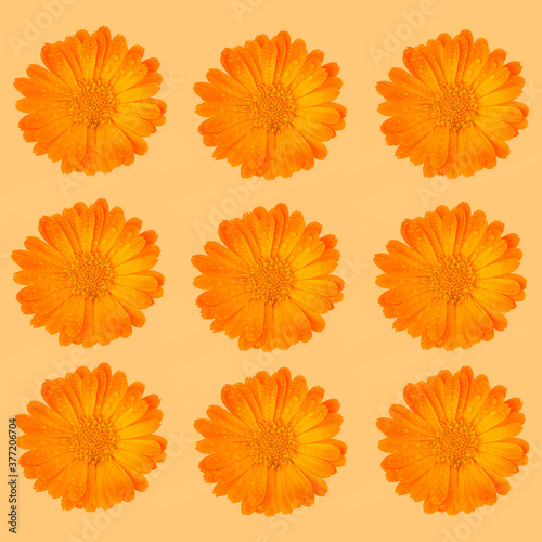 Fototapeta Naklejka Na Ścianę i Meble -  Pattern of orange medicinal herb Calendula flowers or Pot Marigold with a water drops on a orange background. Beautiful wallpaper or greeting card.