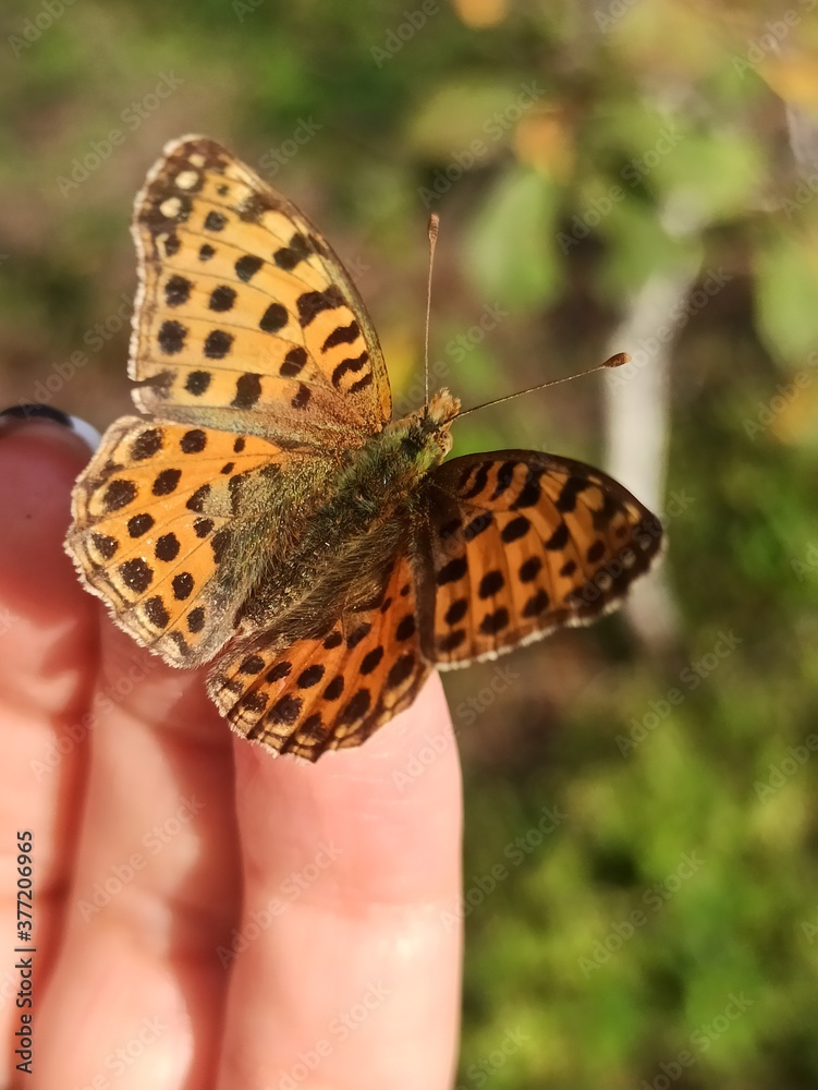Fototapeta premium beautiful colorful butterfly