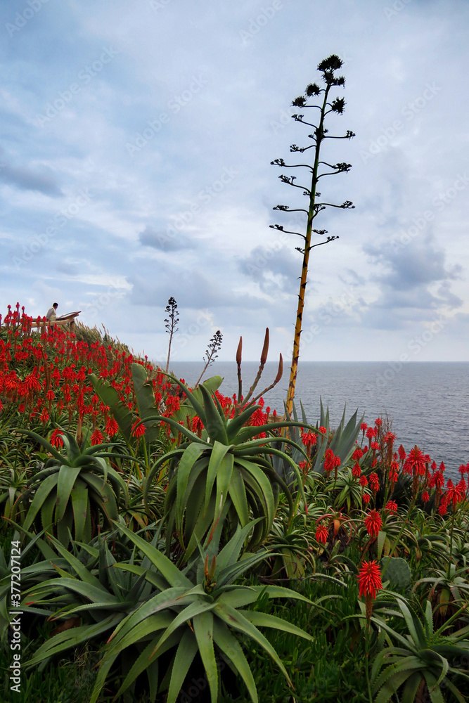 Aloe plants blooming with red flowers along the coast of Madeira Island, Portugal