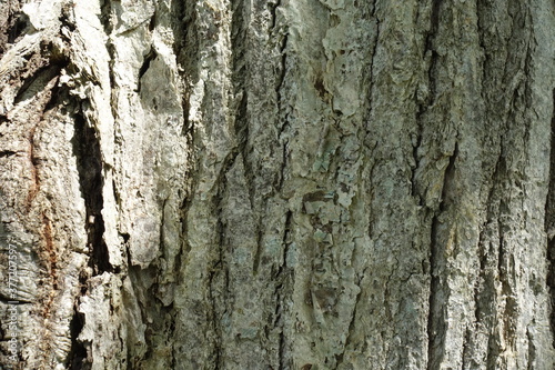 少し明るい北海道の木の皮