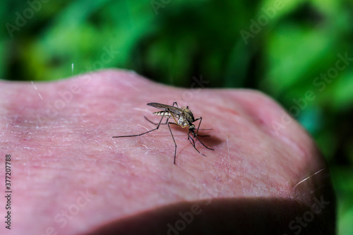 The Tree Hole mosquito or Aedes Geniculatus, native to Europe.