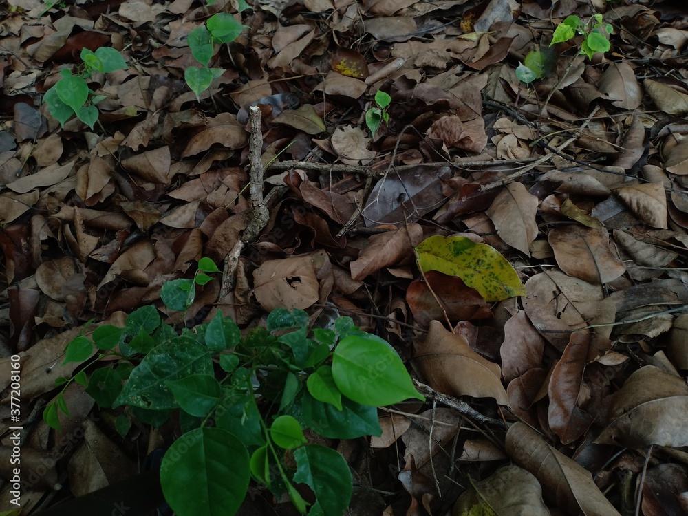 leaves that have turned brown leaves that have turned brown