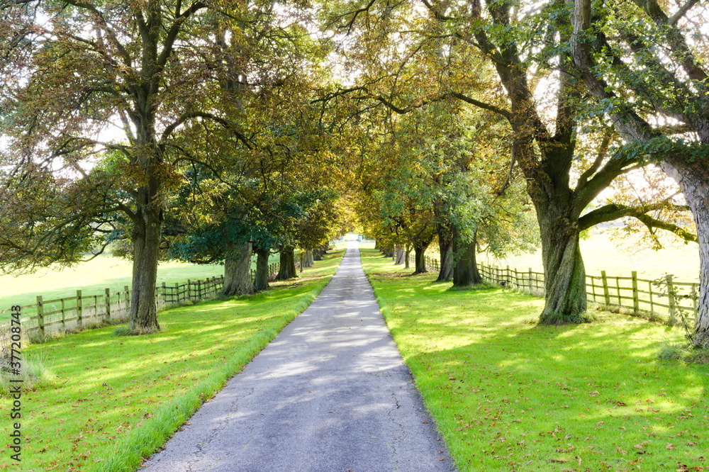 
Tree-lined country track with shadows being cast by the trees.