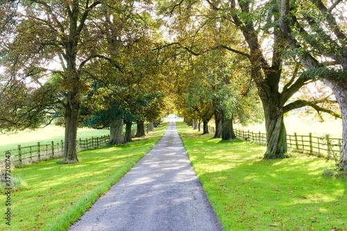 
Tree-lined country track with shadows being cast by the trees.