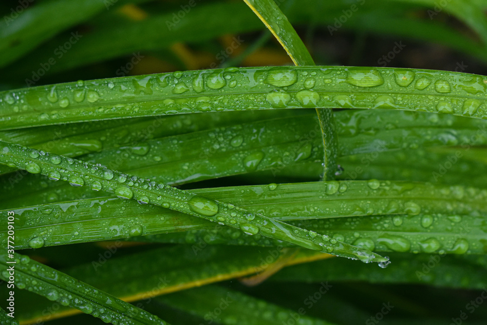 Obraz premium Herbs in the September rain in Quebec, Canada