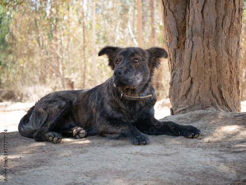 A dark brown dog looking at the horizon lying in the shade of a tree with a forest in the background. He has brown eyes and wears a blue and yellow collar 