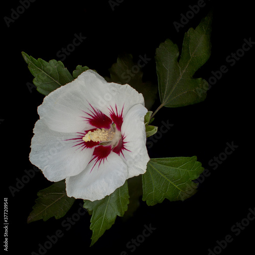 Beautiful shoe flower.isolate on black background ,close up shot of colorful tropical flora