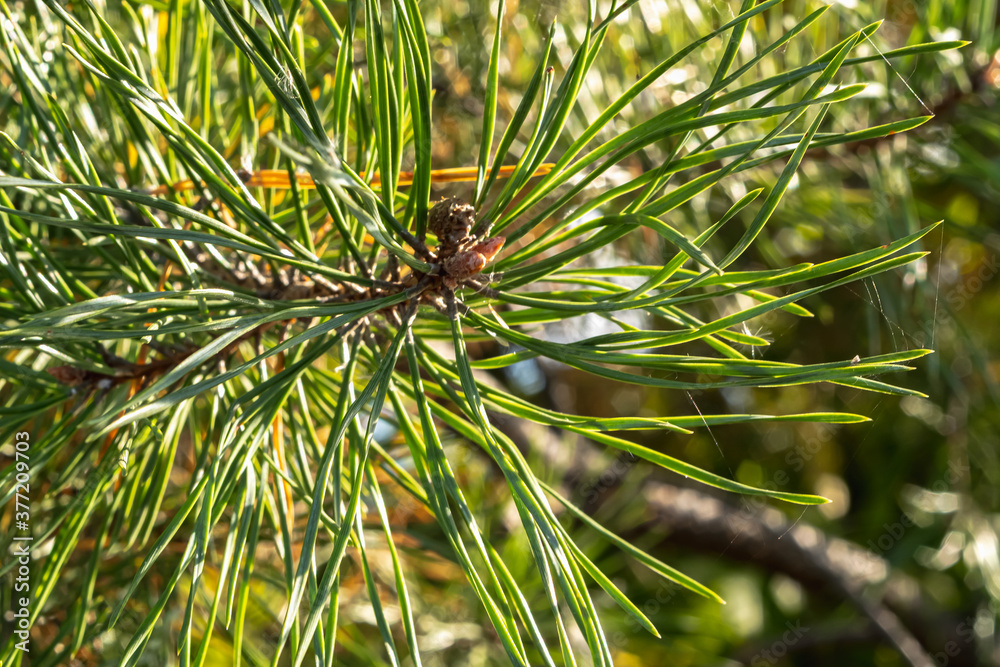 close-up - coniferous pine twig with pine green needles in the forest on a summer day close-up - coniferous pine twig with pine green needles in the forest on a summer day