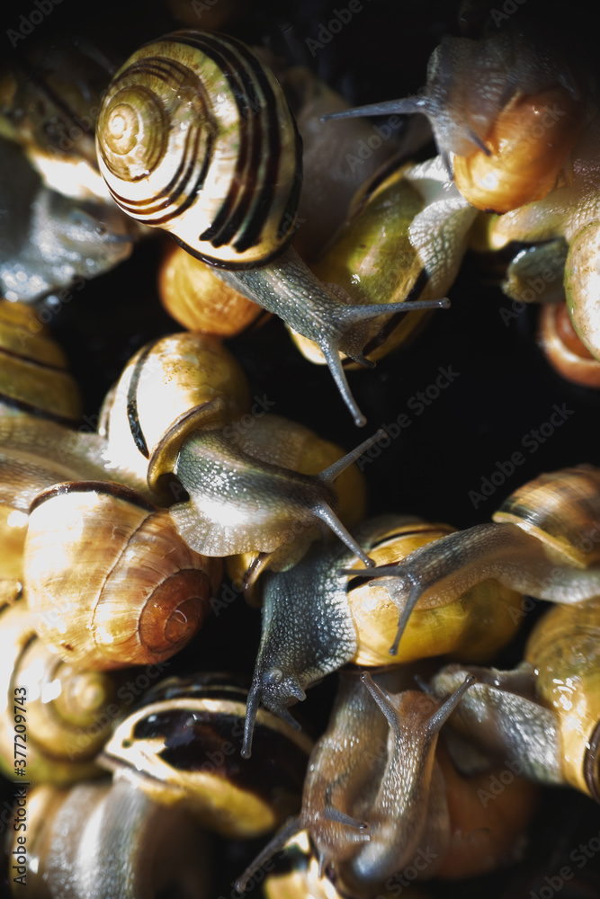 many  live europian colored  garden snails very close in details  crawling on a black glass. Multicolored snail background