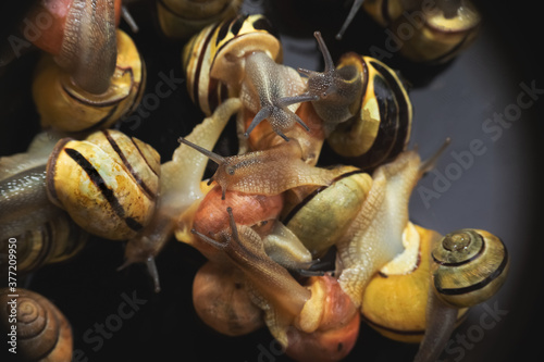 many live europian colored garden snails very close in details crawling on a black glass. Multicolored snail background