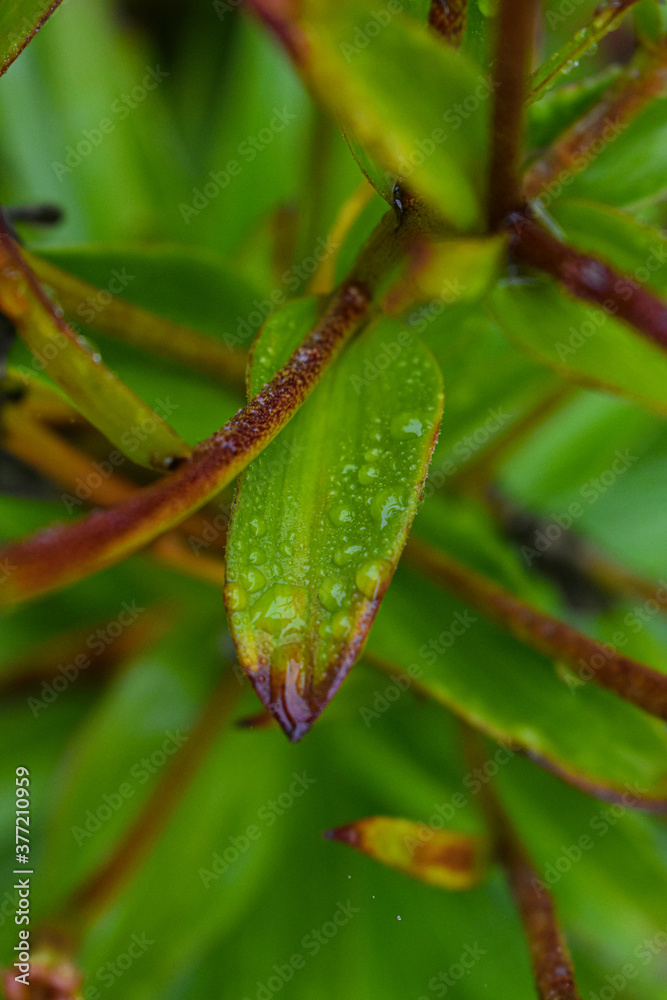 Leaves in the September rain in Quebec, Canada