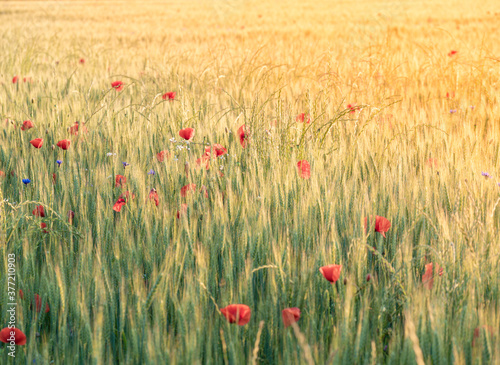 Agricultural grain field with red poppies during sunset.