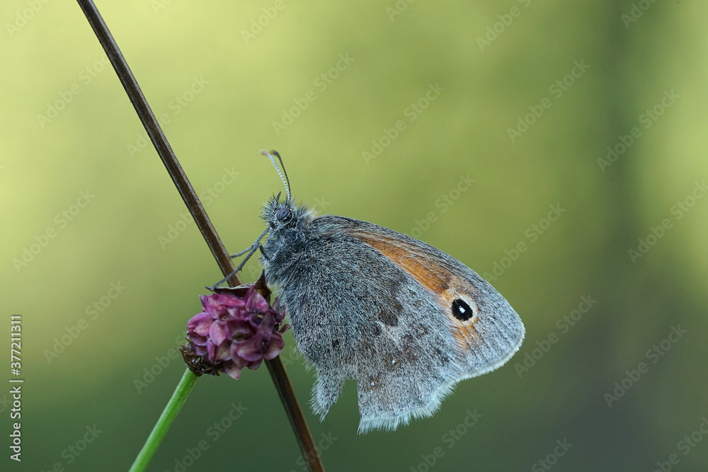 Fototapeta premium Nahansicht eines Schmetterlings - Kleines Wiesenvögelchen