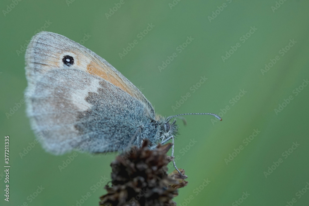 Fototapeta premium Nahansicht eines Schmetterlings - Kleines Wiesenvögelchen