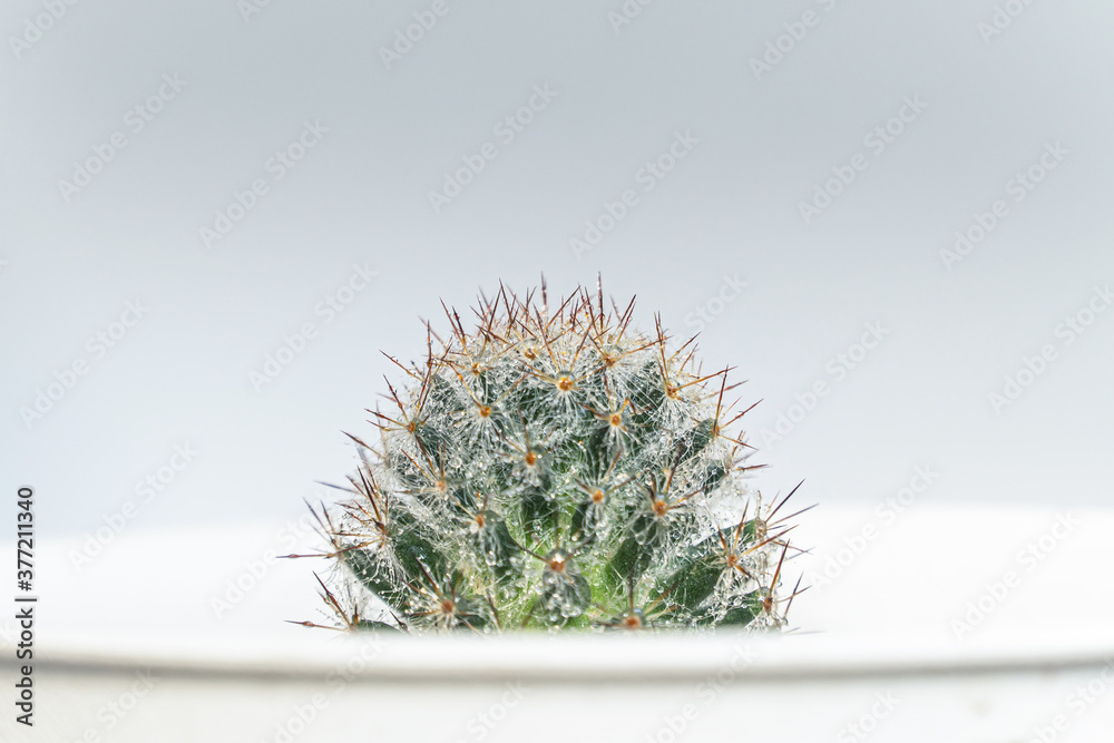 cactus in pot with dew drops on thorns over white background cactus in pot with dew drops on thorns over white background