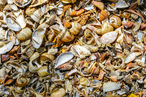The seashore on a sunny day, covered with a thick layer of shells thrown ashore