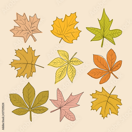 Vector autumn leaves, single line drawing, autumn color.