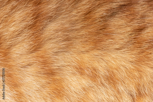 Obraz na plátně Closeup soft ginger cat fur blurred background