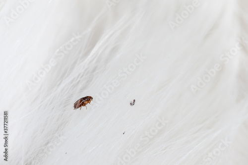 Flea in cat fur close up. Macro flea parasites in pets. photo