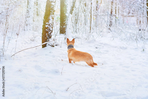 redhead dog with a scarf for a walk in a snowy winter forest © RomanWhale studio
