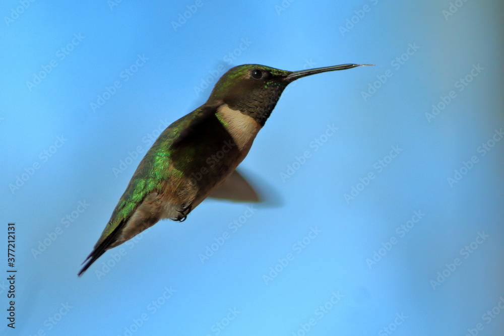 Fototapeta premium Ruby-Throated Hummingbird