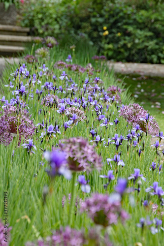 Closeup of a mass of purple lavender flowers in an English country garden. The depth of field means that only the central flowers are in focus