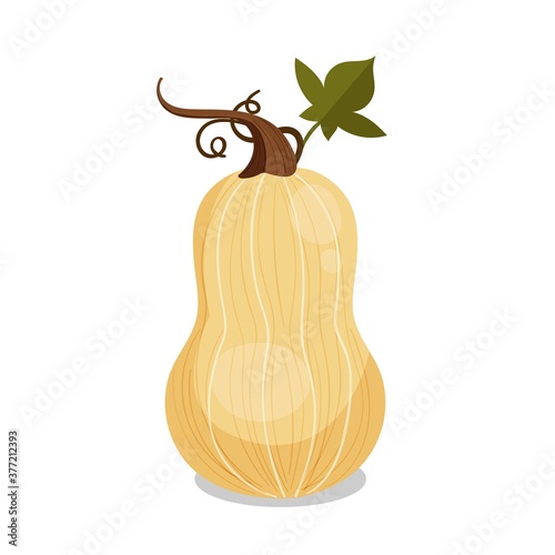 Pumpkin with curly stem and leaf. Vector illustration of thanksgiving or halloween pumpkin
