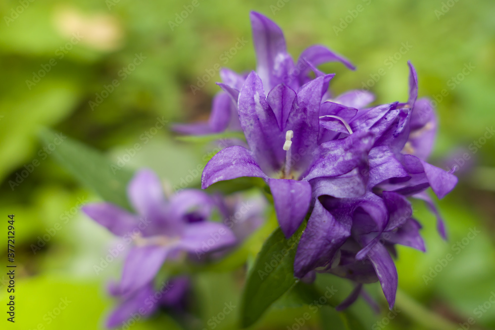 purple flowers bells on a green background in the garden