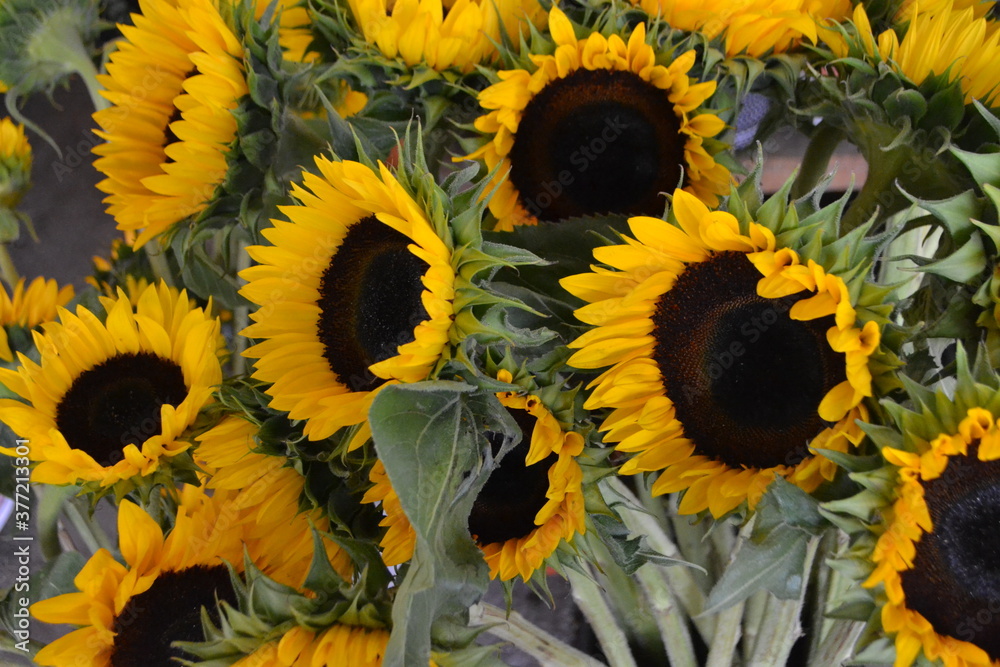 Sunflowers Sunflowers