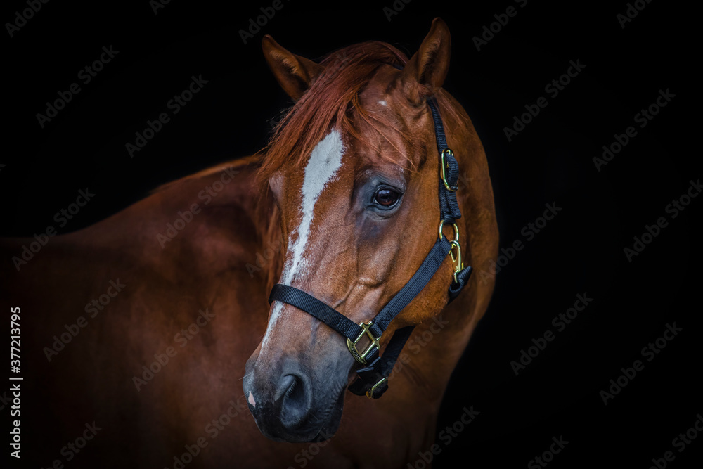 Beautiful chestnut horse Beautiful chestnut horse