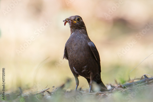 Turdus merula catching earthworms on the ground