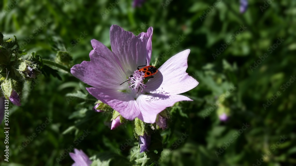Fototapeta premium Symbiose von Tier und Pflanze