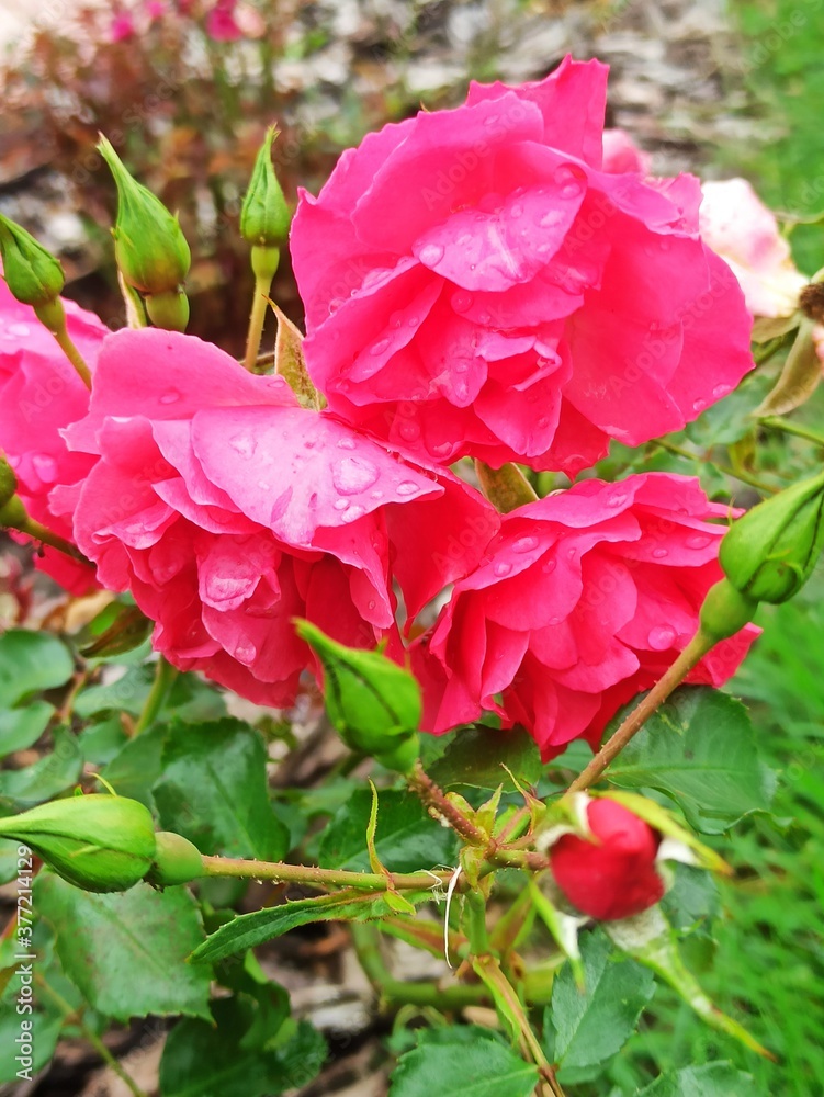 closeup picture of beautiful roses in the garden closeup picture of beautiful roses in the garden
