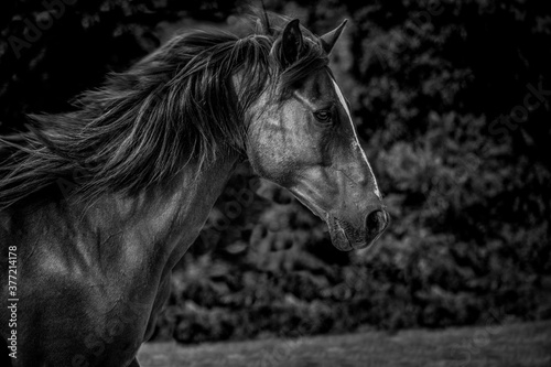 black and white horse portrait 