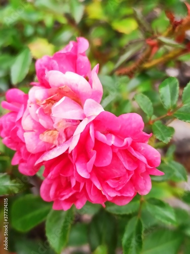 closeup picture of beautiful roses in the garden