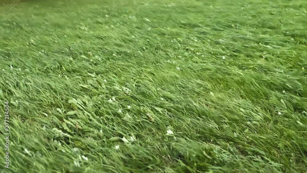 Three different views of green lawn under very strong storm wind. Low angle view, selective focus Three different views of green lawn under very strong storm wind. Low angle view, selective focus