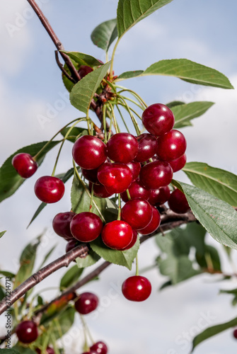 Sour Cherry (Prunus cerasus) in orchard