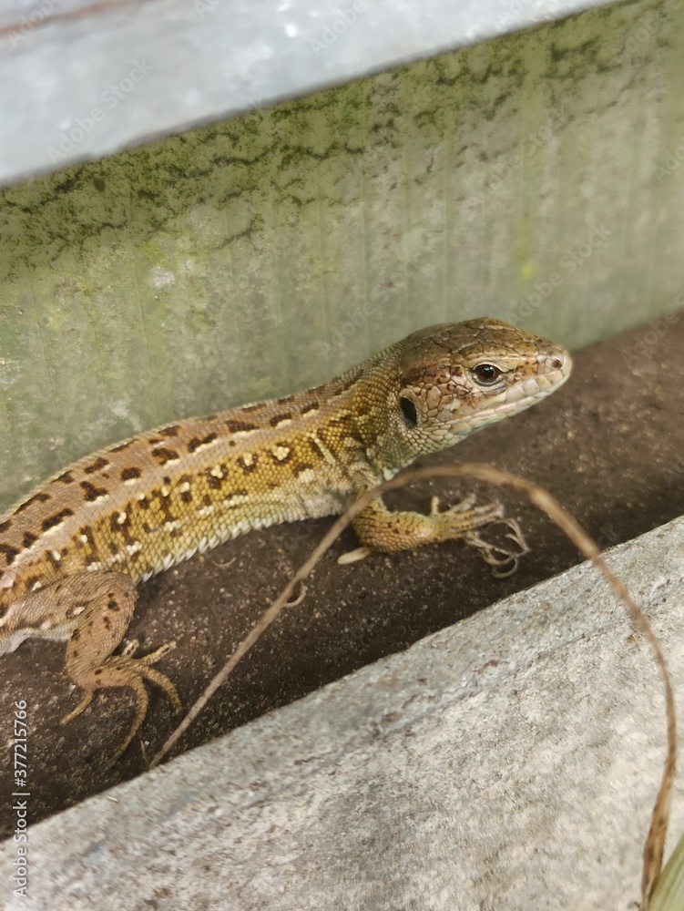 little curious lizard in the garden