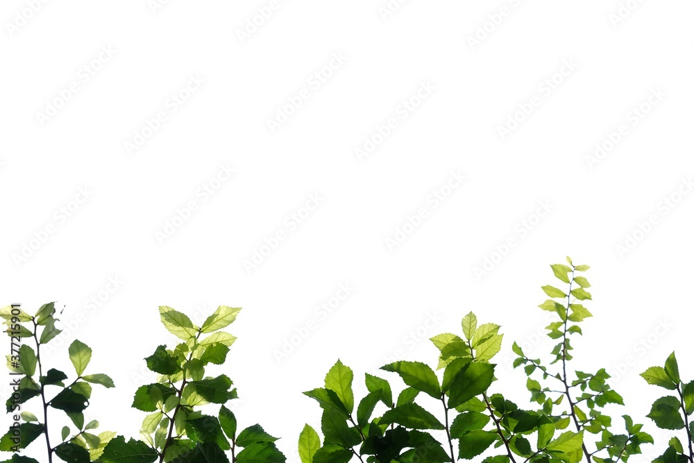 Tropical plant with leaves branches on white isolated background for green foliage backdrop Tropical plant with leaves branches on white isolated background for green foliage backdrop