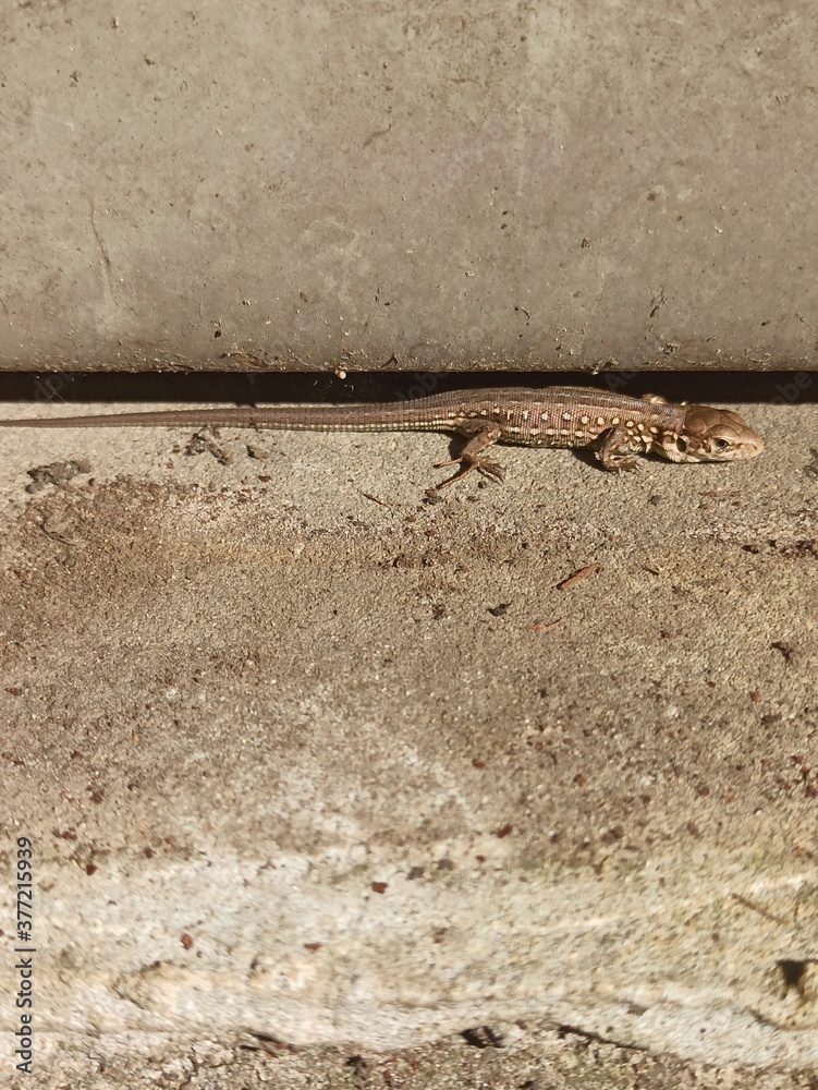 little curious lizard in the garden little curious lizard in the garden
