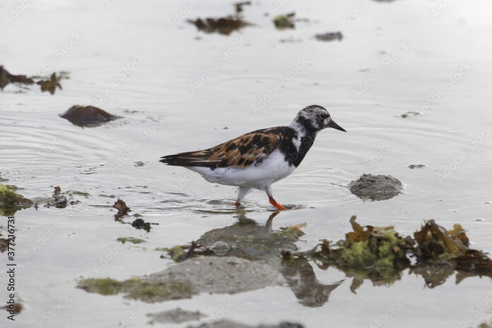 Fototapeta premium Ruddy turnstone, Arenaria interpres