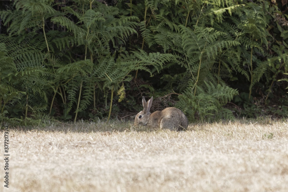 European rabbit, Oryctolagus cuniculus European rabbit, Oryctolagus cuniculus
