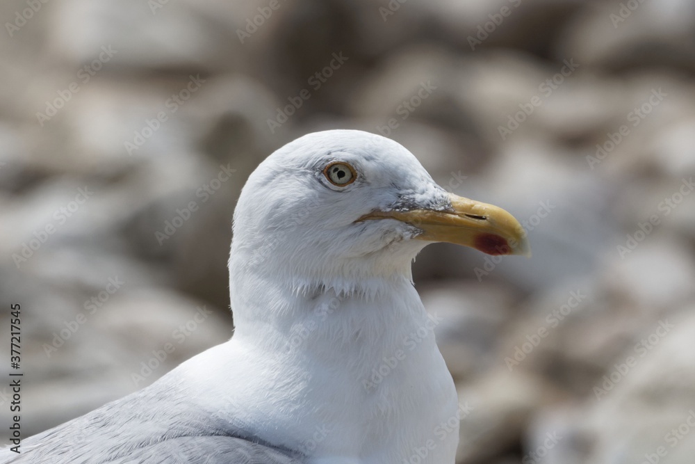 Head of a herring gull, Larus argentatus Head of a herring gull, Larus argentatus
