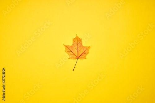 fall minimal concept. autumn maple leaf isolated. levitation and light effect