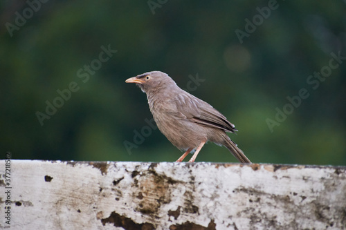 Jungle babbler (Turdoides striata) common bird in india.