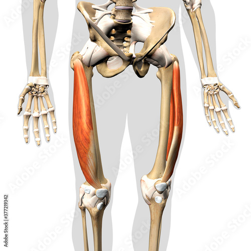 Male Vastus Lateralis Muscles Anterior View Isolated on Human Skeleton photo