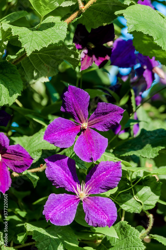 Large-Flowered Clematis (Clematis x jackmanii) in park, Keil, Schleswig-Holstein, Germany